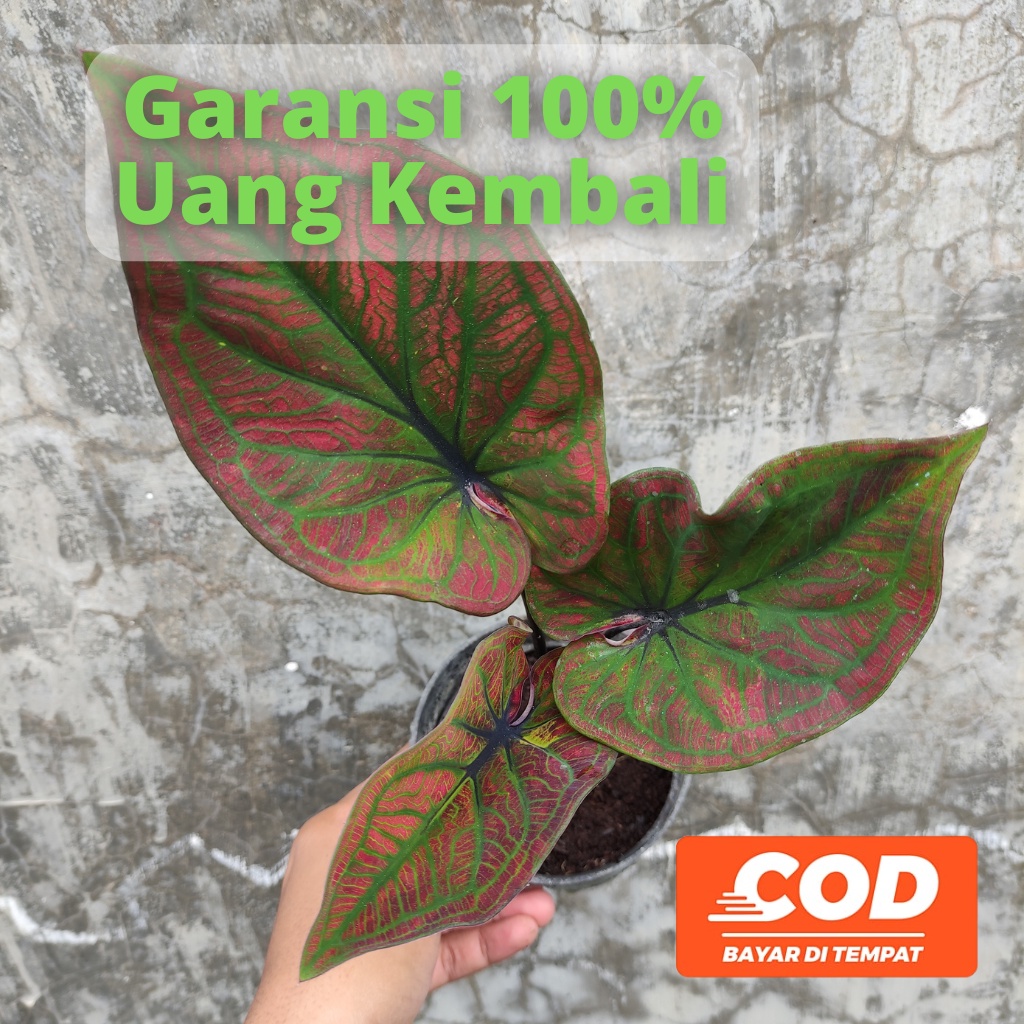BISA COD Keladi Hitam Caladium Serat Jiwa  - Tanaman Hias Daun Pohon Bunga Hidup Murah Merah Pink Pu