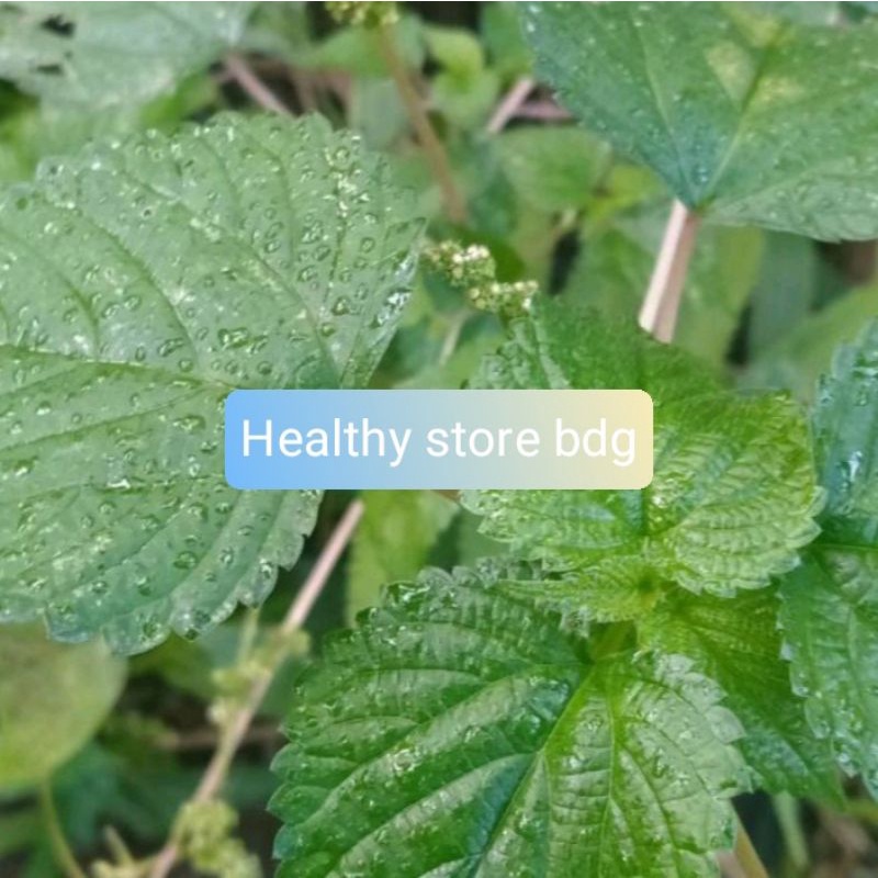 

Daun jelatang segar daun gatal 1 kg petik langsung