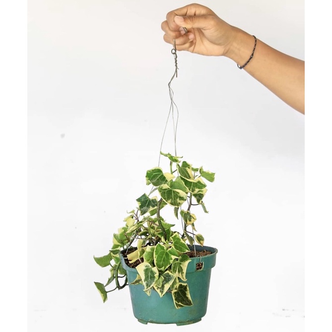 Tanaman hias gantung ivie varigata-ivie gantung-tanaman pot gantung-tanaman hidup-bunga hidup