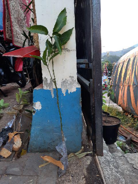 Bibit Buah Mangga Chokanan Supermurah