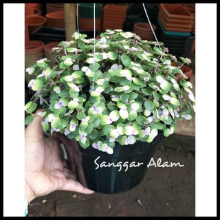 TANAMAN HIAS KRIBO VARIGATA TANAMAN GANTUNG KRIBO VARIGATA TANAMAN HIAS KRIBO VARIGATA TANAMAN GANTUNG KRIBO VARIGATA