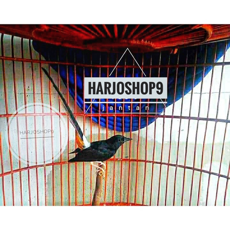 Murai Batu Muda Hutan Ekor Panjang (Jantan)