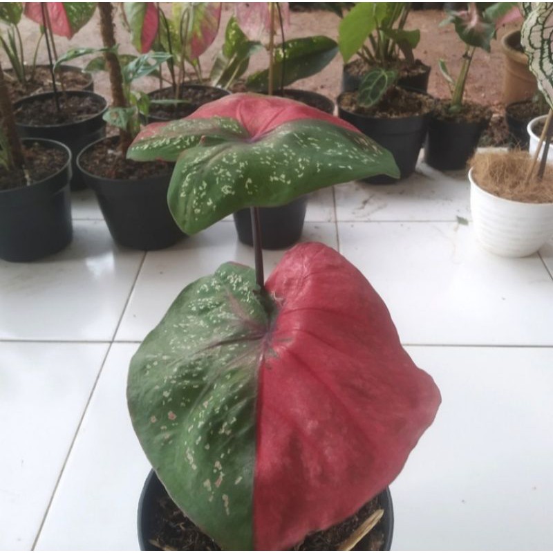Keladi baret merah - keladi merah