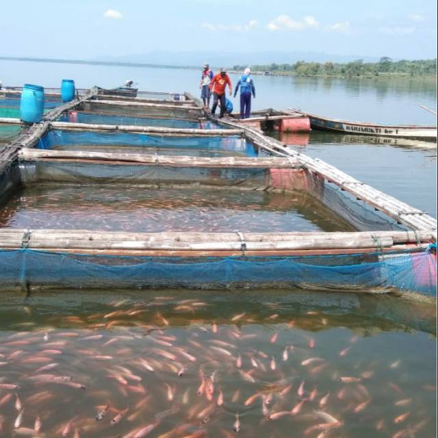 

Ikan nila merah/segar