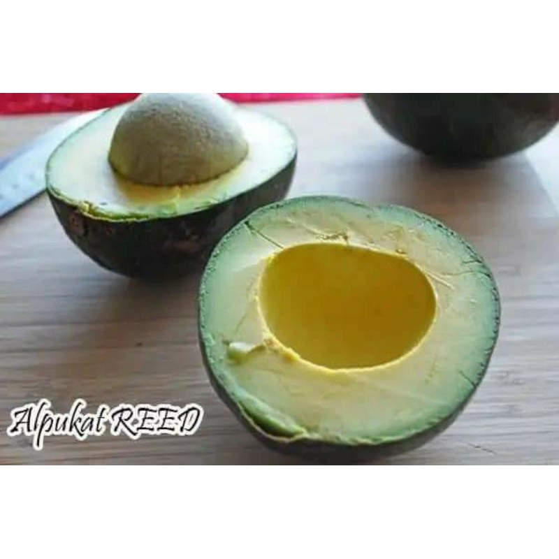 Entres Alpukat Reed USA valid