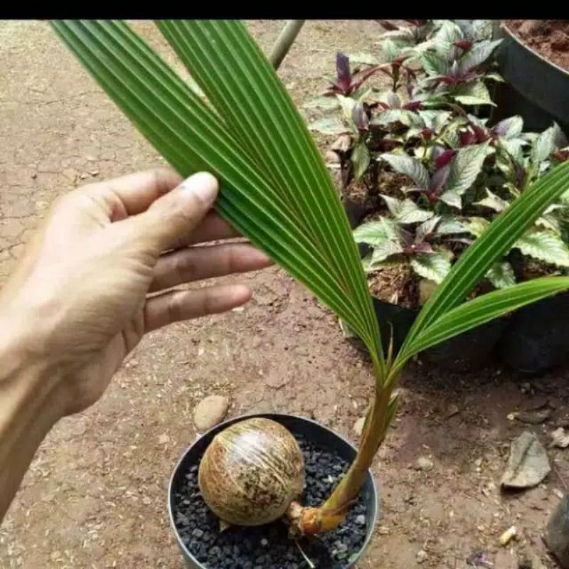 Tanaman hias kelapa bonsai - bonsai kelapa
