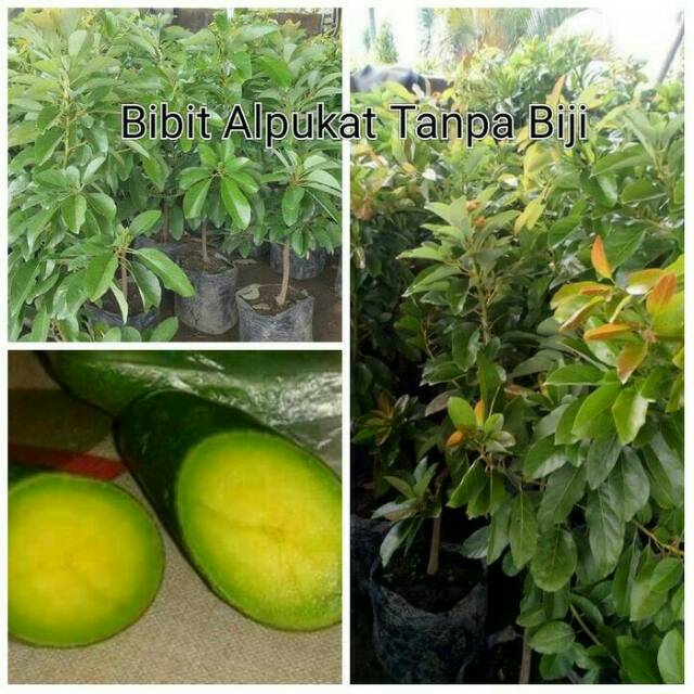 Bibit alpukat tanpa biji