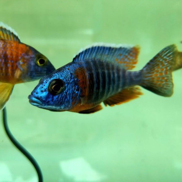 Aulonacara SP Cichlid - Red Flush