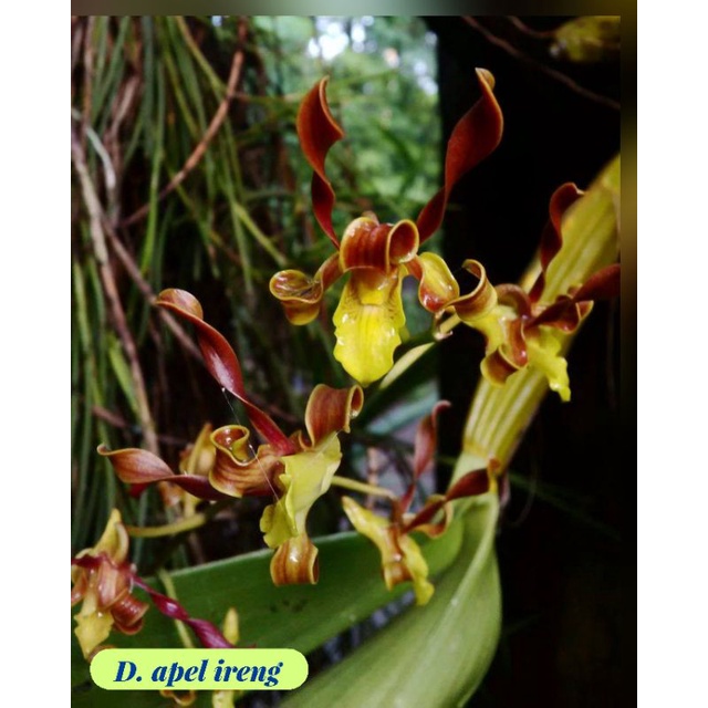 Seedling Dendrobium ID Apel Ireng