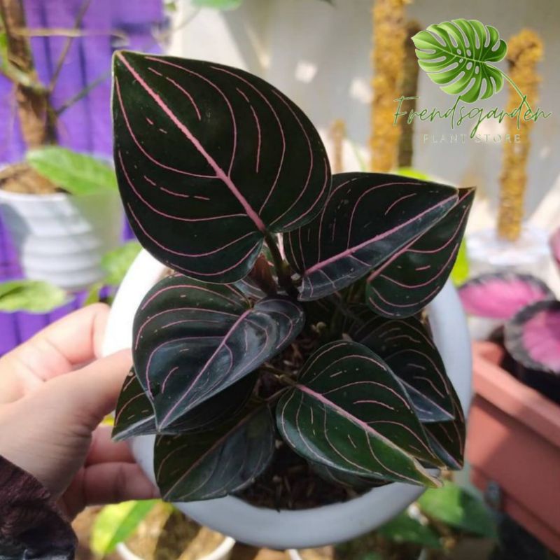 Aglonema rotundum aceh - rotundum aceh