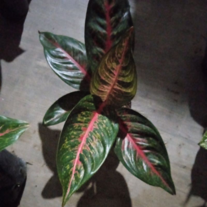 aglonema hot lady