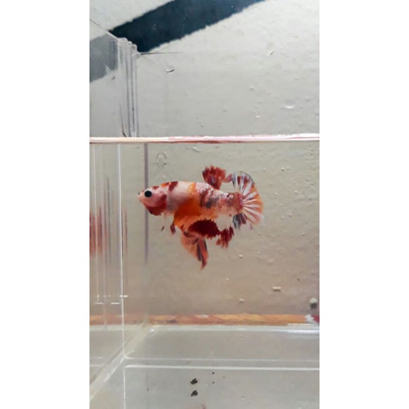 

Ikan Cupang Nemo Fancy Male