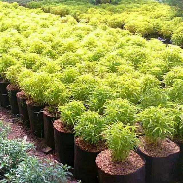 Tanaman Hias Brokoli Kuning/akasia Kuning