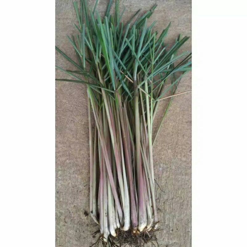 

sereh merah sereh wangi herbal segar 1ikat