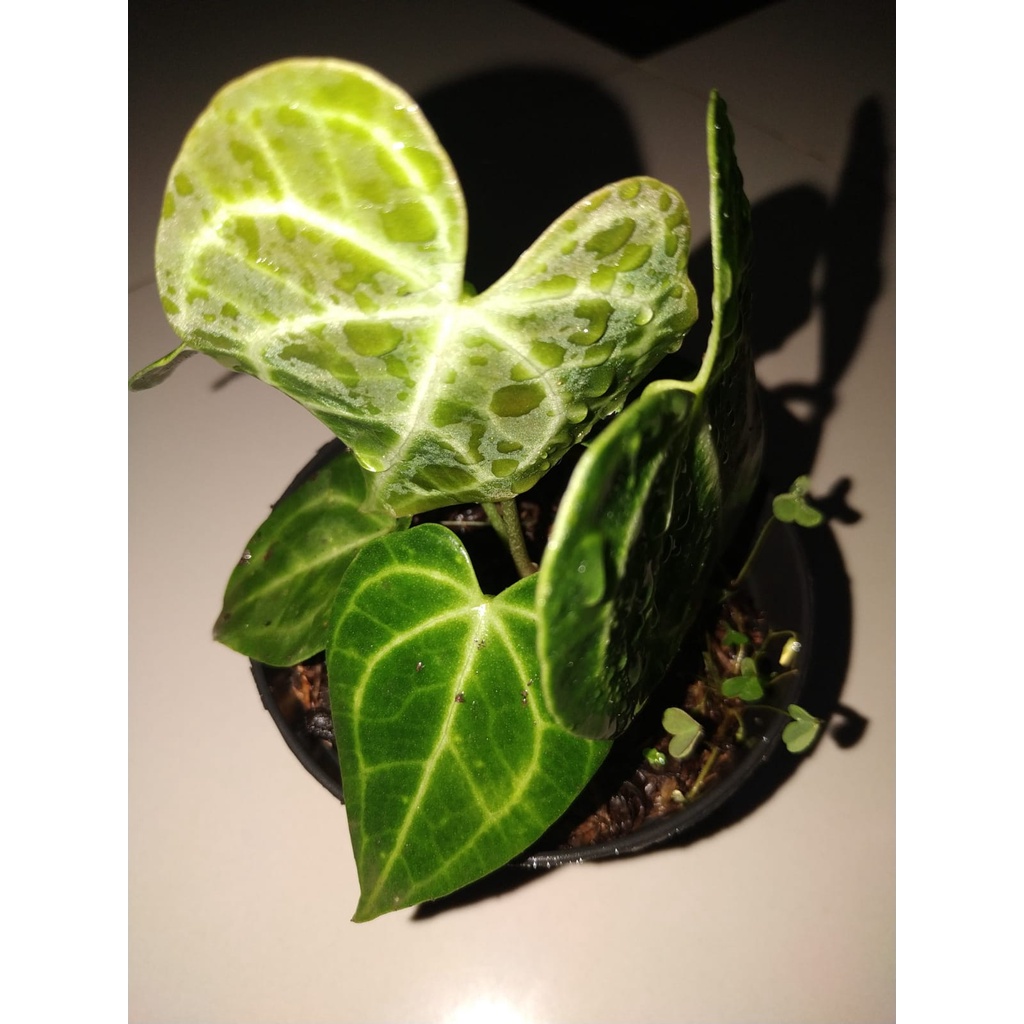 KUPING GAJAH TARANTULA/KARET BIBITAN