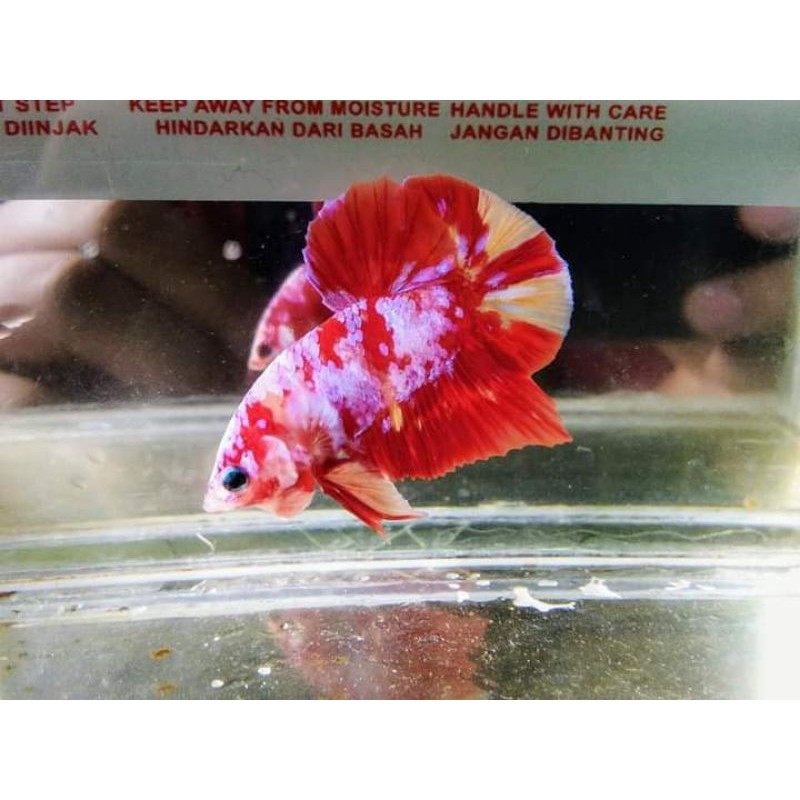 CUPANG NEMO Bonus Flamingo