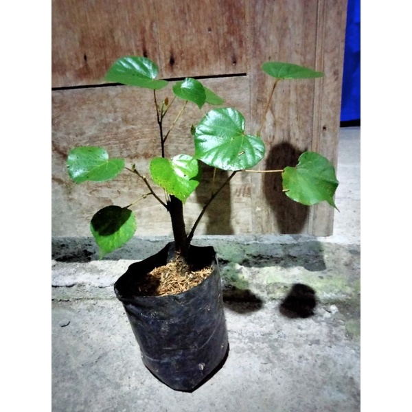 bibit bonsai waru taiwan