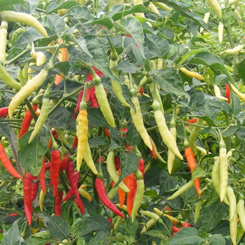 Benih Bibit Biji - Cabai Rawit Merah Pedas F1 Cabe Setan Lombok Rawit TIPE MERUNDUK Pepper Seeds - Panen Dalam 90 Hari