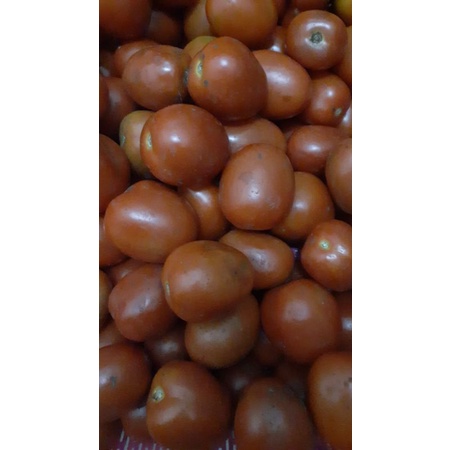 

Tomat segar pilihan langsung dari kebun 250gr