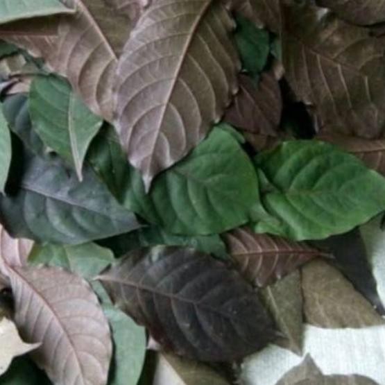 

Spesial Daun handeuleum / daun ungu / daun wungu segar obat wasir 250 gram