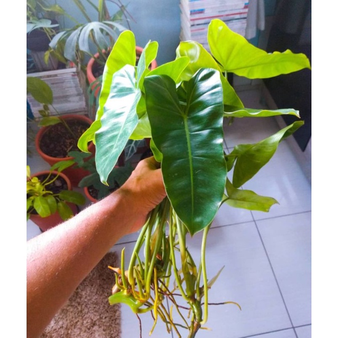 Philodendron Burle marx