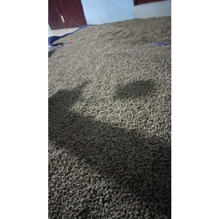 BIBIT SPORA PORANG SUPER