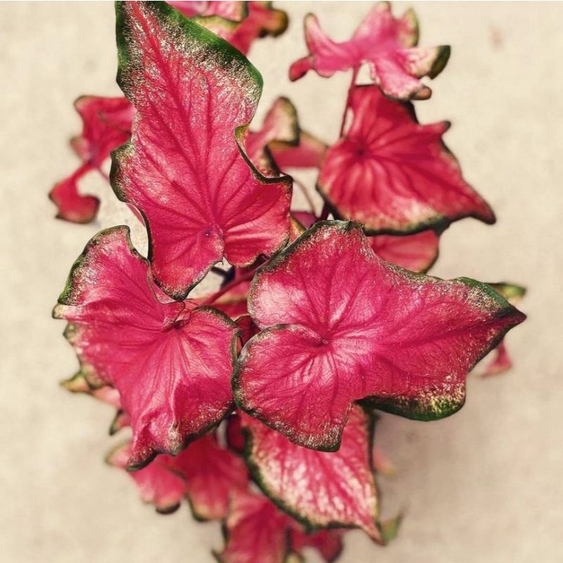 Caladium Red Hot / bunga keladi / tanaman hias keladi murah / tanaman keladi hidup / caladium thaila