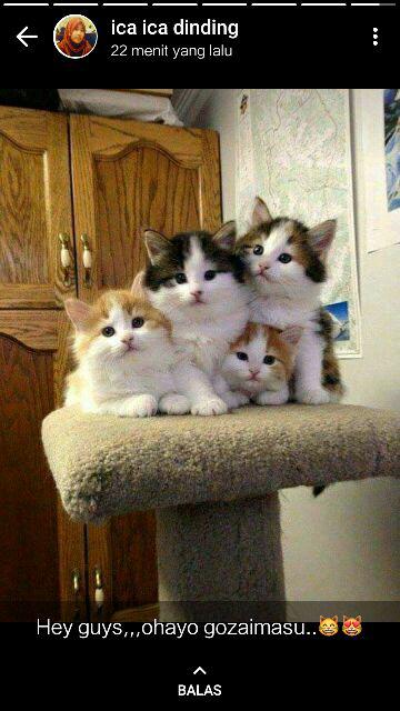 Maura Couple - Sania Ruffle Batik Couple Ori Ndoro Jowi Dnt Garansi Termurah Shopee - Shopashop Solo