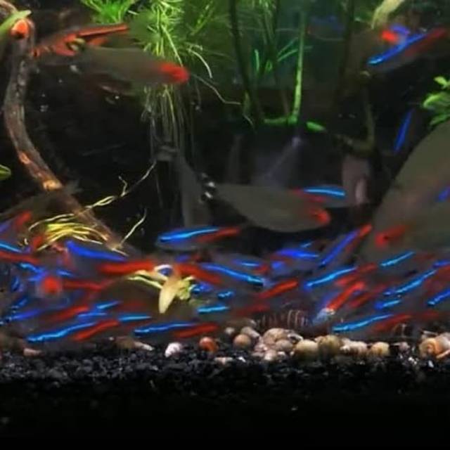 

Ikan neon isi 50
