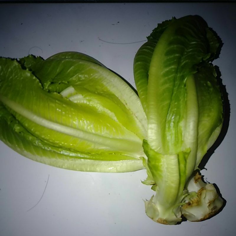 

Sayur Romine / Romain / Romaine segar