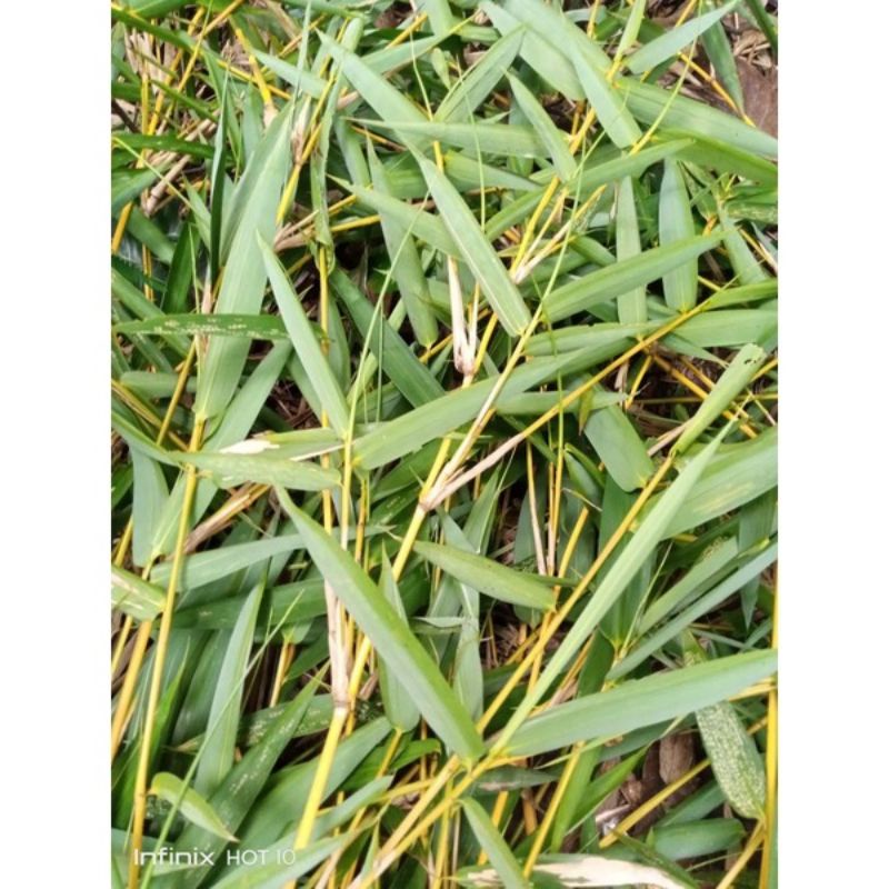 

Daun Bambu Kuning 500 gram Herbal Alami