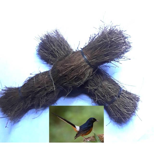 Sarang Burung Murai Batu Daun pinus kering