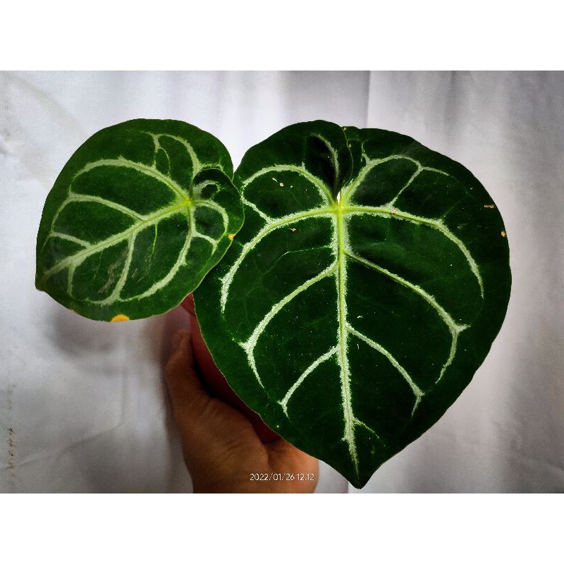 Anthurium Regale x anthurium Domino