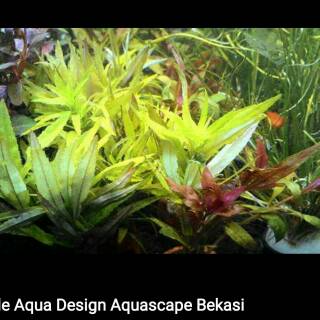 Stem plant aquascape  aquarium PERBATANG wajib PAKET 