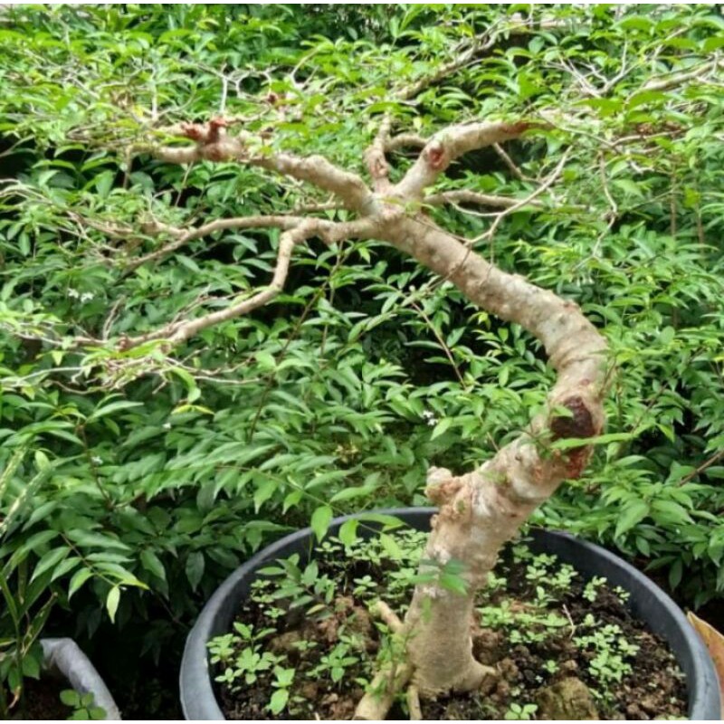 bonsai anting putri jumbo akar keliling batang besar