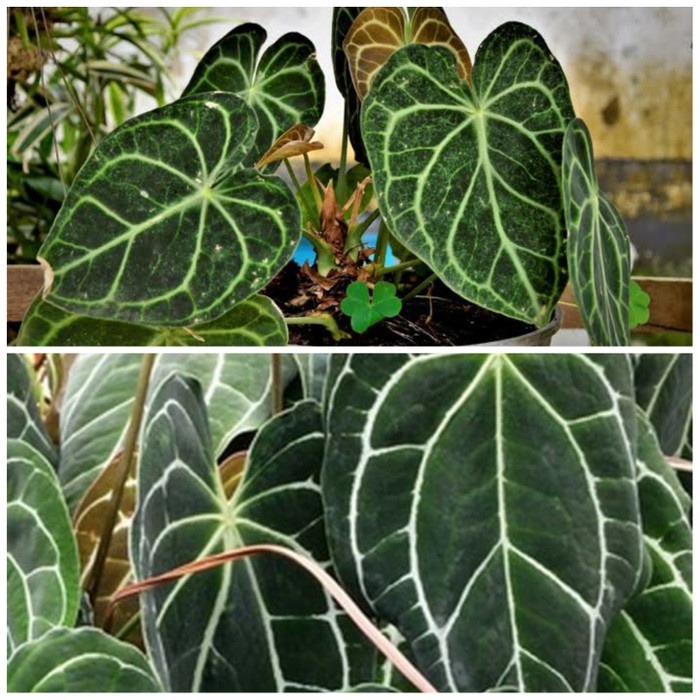 Promo 2 Paket Kuping Gajah Tanaman Hias