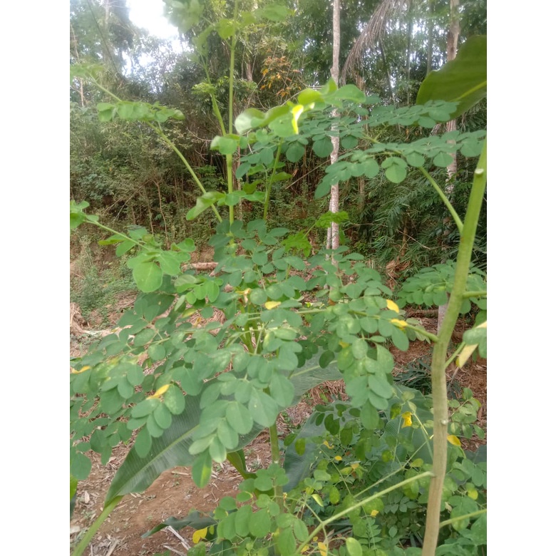 

DAUN KELOR SEGAR (250 gram/herbal alami/bisa disayur)