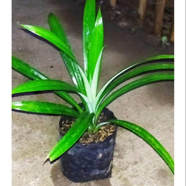 Pandan wangi daun Pandan bibit daun Pandan