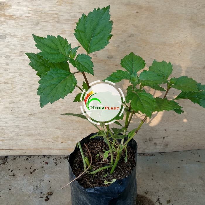 Bibit Tanaman Nilam Pohon Daun Nilam Tanaman Daun Nilam