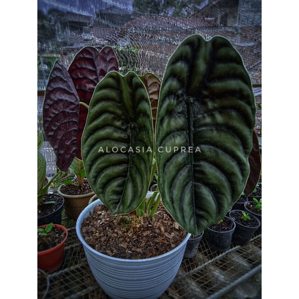 Alocasia Cuprea