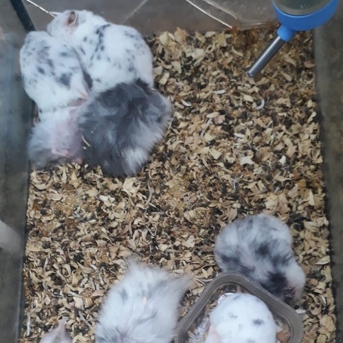 Hamster Syrian Indukan, Fujiama, Dominan Spot, Trico