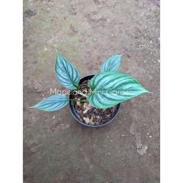 Philodendron Plowmanii