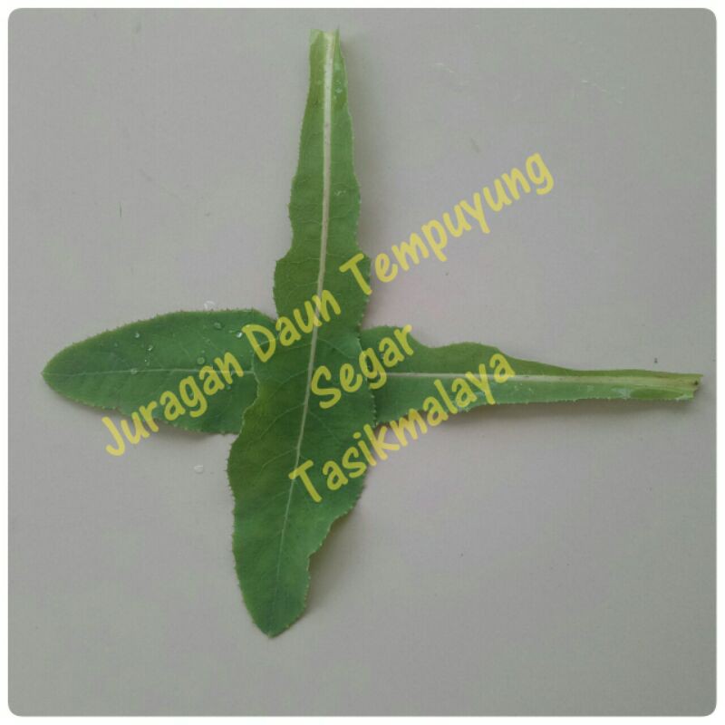 Daun Tempuyung Segar 50 gram, Obat Tanaman Herbal Batu Ginjal