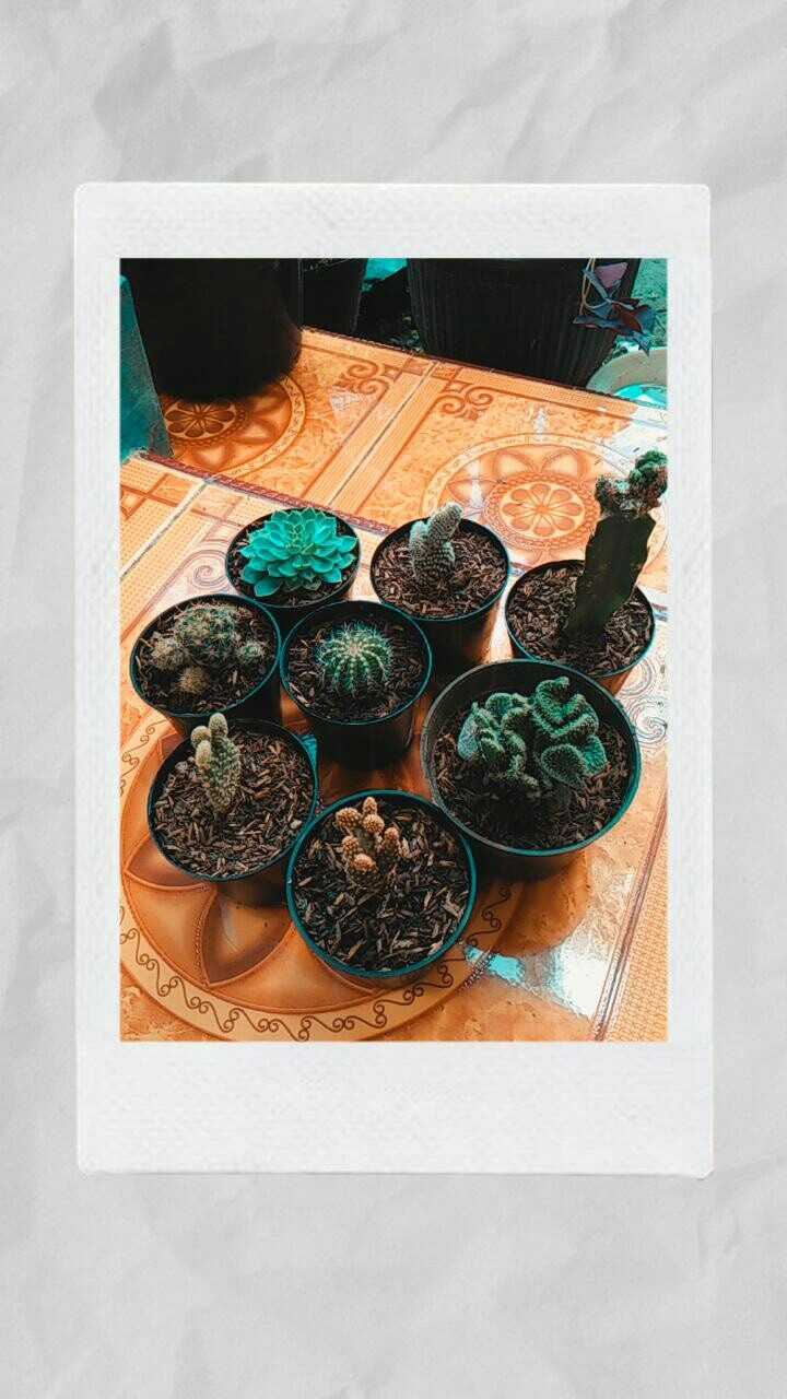 Kaktus Belimbing Parodia Owroot