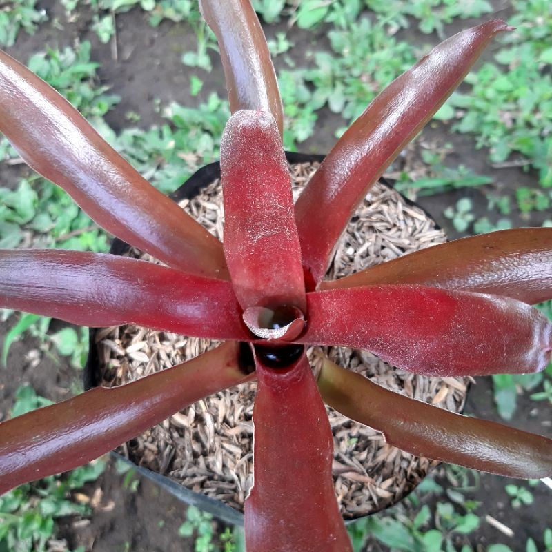 Bromelia Merah Mini