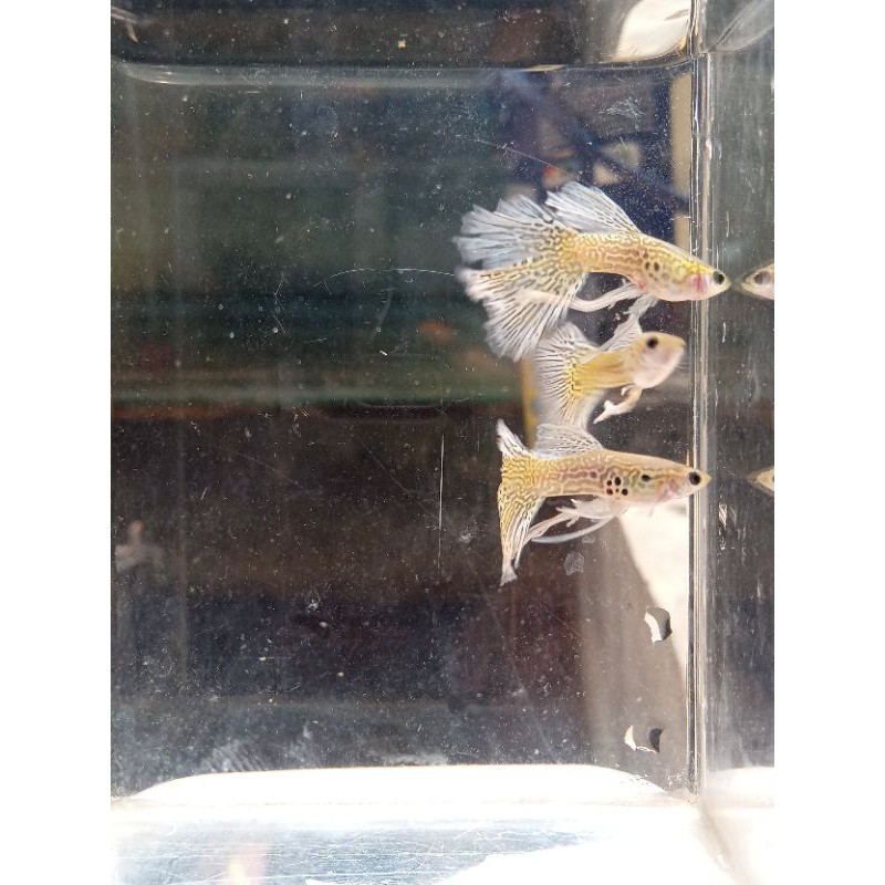 

ikan guppy purple Lace SWR