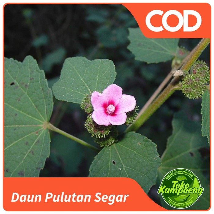 

Daun Pulutan Segar 1 Kg Murah Herbal Banyak Manfaat Untuk Kesehatan