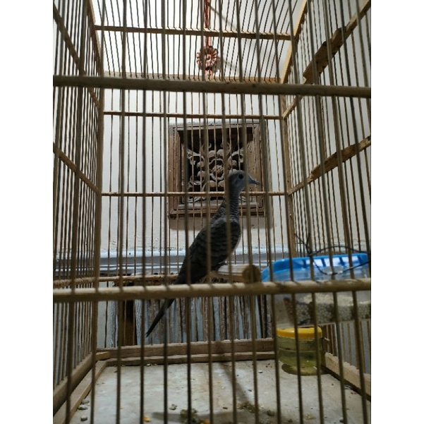 perkutut bangkok kong asli