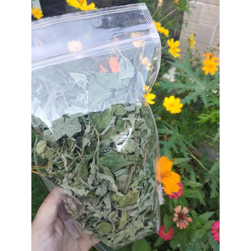 

Teh Insulin, Daun Insulin Kering