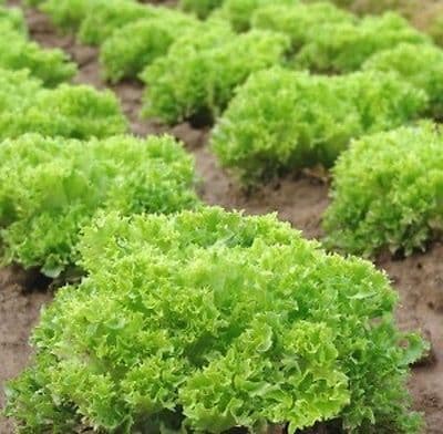 Haira Seed Bibit-Biji Selada Keriting Hijau Salad Bowl Green